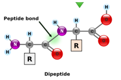 <p>Which testing reagent could be used to identify the molecule shown?</p>