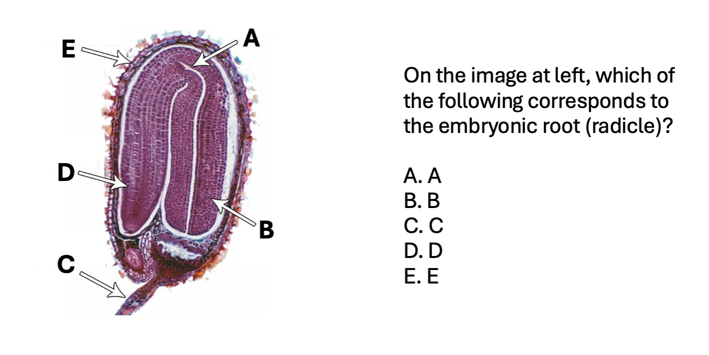 term image