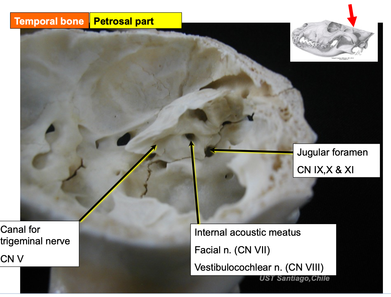 knowt flashcard image