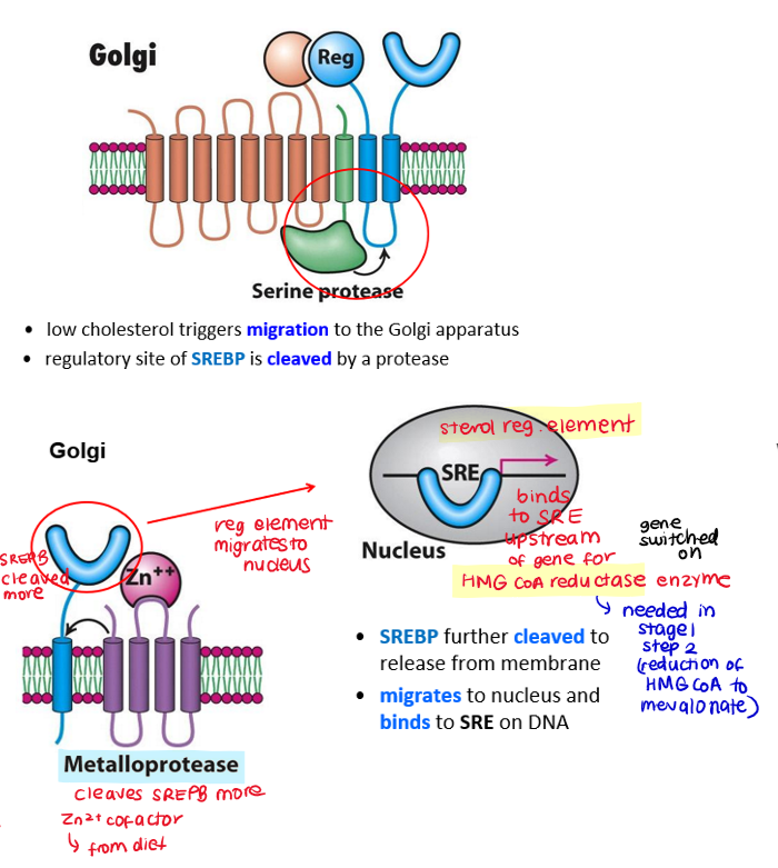 <ul><li><p>low cholesterol detected by SCAP in ER</p></li><li><p>regulatory site of SREBP is cleaved by protease</p></li><li><p>SCAP and SREBP migrate to Golgi apparatus</p></li><li><p>SREBP further cleaved by <strong>metalloprotease </strong></p></li><li><p>SREBP DNA-binding domain migrates to nucleus</p></li><li><p>binds to SRE (sterol regulatory element) upstream of HMG-CoA reductase gene</p></li><li><p>switches HMG-CoA reductase gene on</p></li><li><p>increases cholesterol synthesis</p></li></ul>