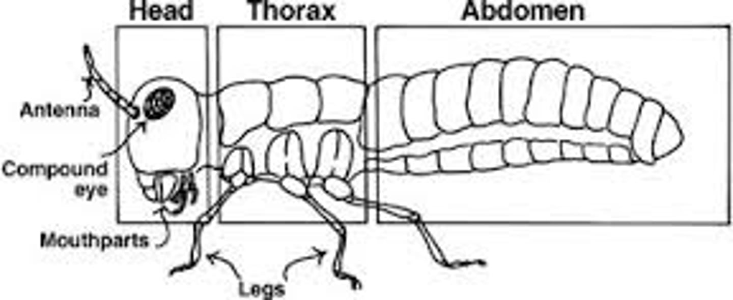 <p>head, thorax and abdomen</p>