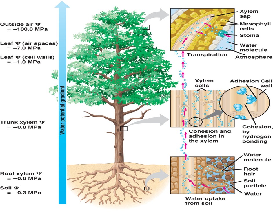 <p>This property helps to pull water up through the water-conducting cells of plants as it clings to the cell wall of plants</p>