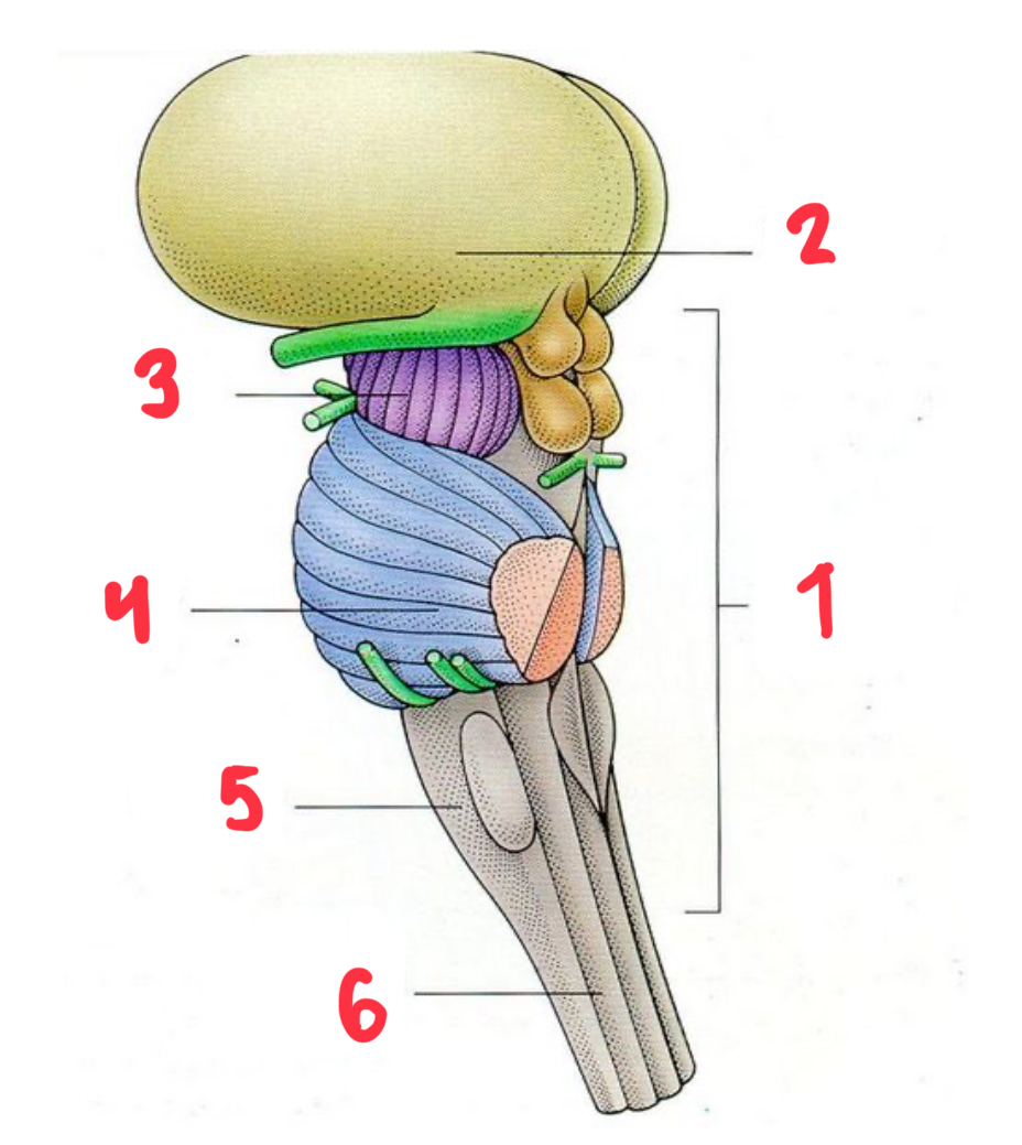 <p>Which part is the spinal cord?</p>