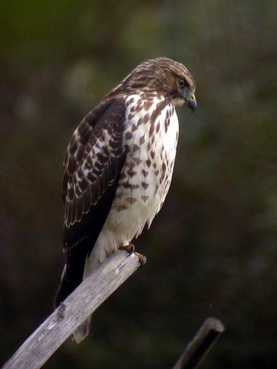 <p>Accipitriformes</p><p>Accipitridae</p>