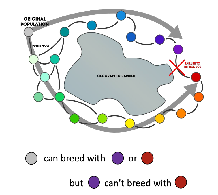 <p>gene flow between neighboring populations, accrue differences over time, but at the ends of the “ring”</p><p>both new populations can reproduce with the original population, but not with each other</p><p>when to mark the point of speciation?</p>