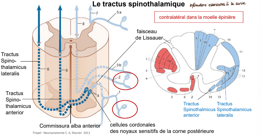 <p>controlatéral dans la moelle épinière</p><p>composé du tractus spinothalmicus anterieur et tractus spinothalamicus latéral</p>