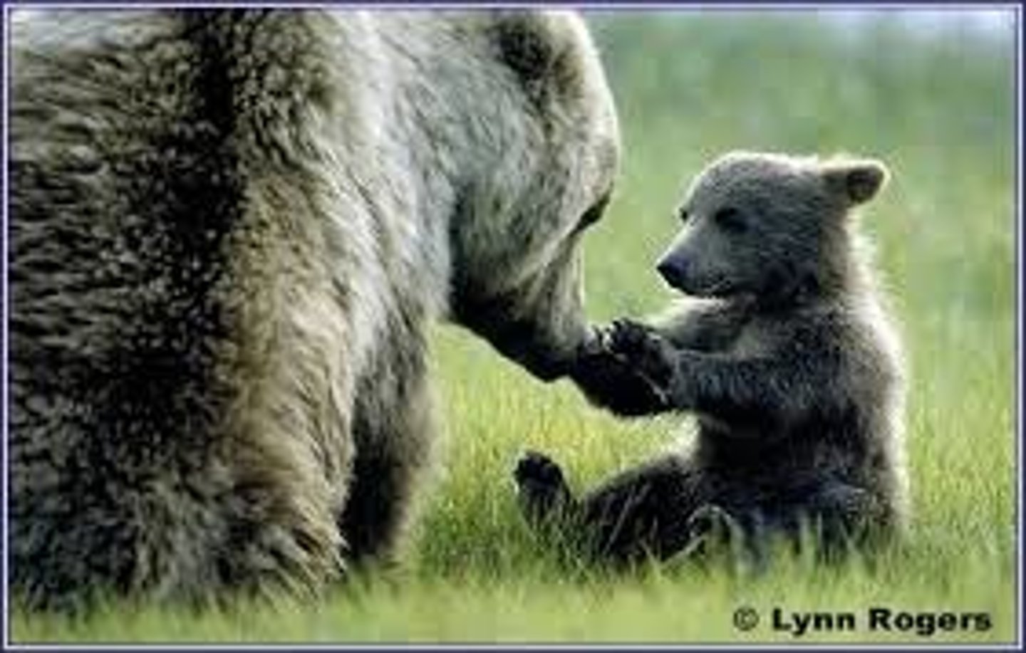 <p>An animal that eats both plants and animals</p>