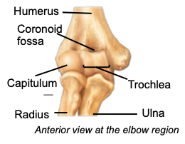 <p>distal part of the humerus articulating with trochlear notch of ulna; creates the hinge joint of the elbow</p>