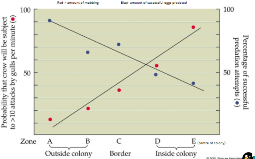 <ul><li><p>Predict→ mobbing should reduce egg predation if it is a behaviour adaptation against egg predators</p></li><li><p>Method→ placed a hen egg every 10m along a line from the outside of the colony to the middle of the colony, measured the amount of mobbing by crows and amount of egg predation</p></li><li><p>Results→</p><ul><li><p>mobbing was the highest inside the colony BUT</p></li><li><p>egg predation reduces as you get into the colony</p></li></ul><p><strong>→ predation lowers with mobbing and therefore increases reproductive success through egg survival</strong></p></li></ul>
