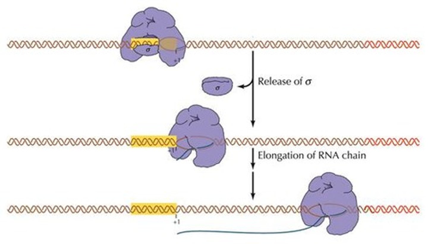 <p>RNA polymerase extends RNA strand during transcription.</p>