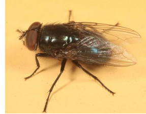 <p>Common Name:</p><p>Where found:</p><p>Evidence of?</p><p>Assocaited with dead bodies?</p><p>Is this an insect?</p><p>Species Name:</p><p>Genus Name:</p><p>Family Name:</p><p>Order:</p>