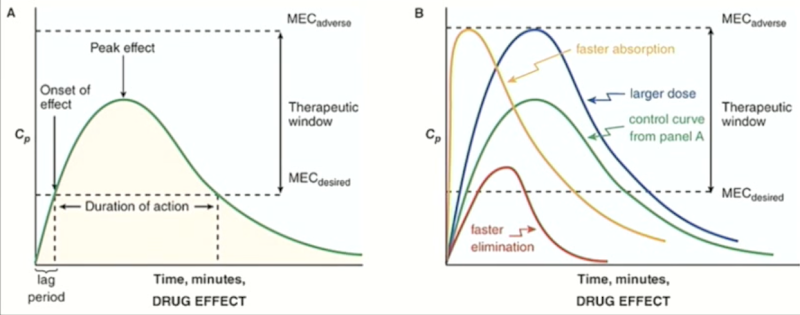 <p>Explain the phases of Drug effect</p>
