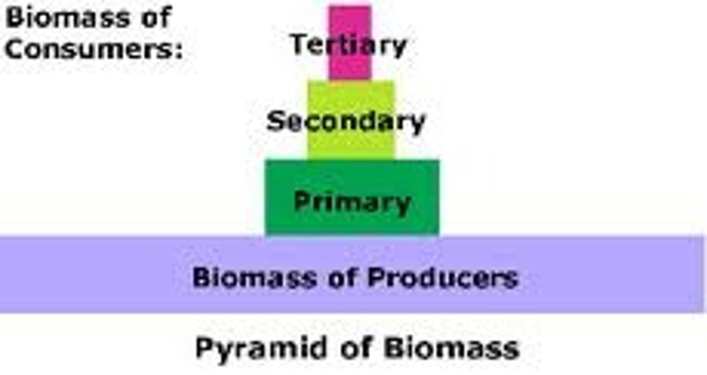 <p>represents the biological mass of the standing stock at each trophic level at a particular point in time measured in units such as grams of biomass per square meter</p>