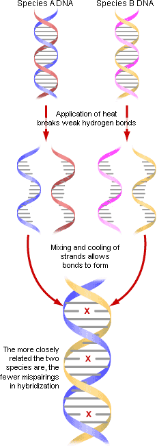 <p>Mixing DNA from different sources; similar sequences form hybrid duplexes — used to measure genetic similarity</p>