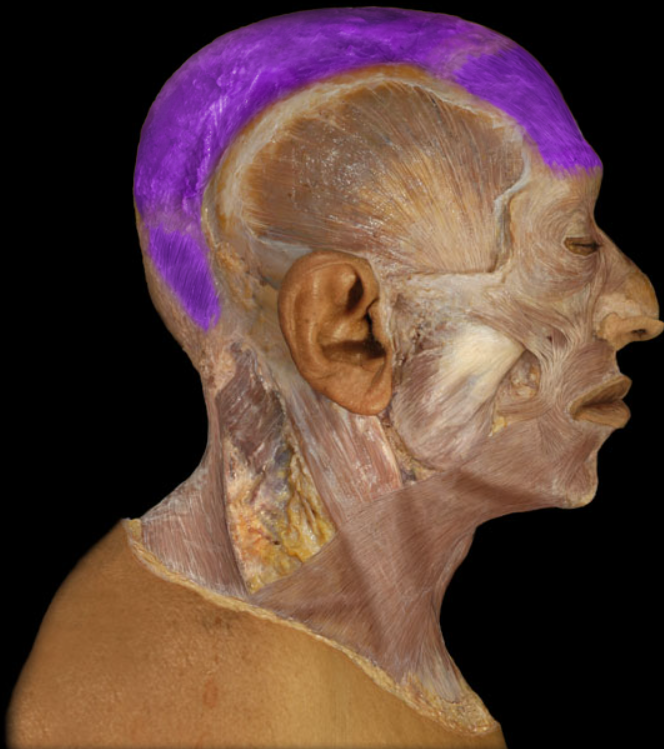<ul><li><p>Action: Elevation of eyebrows, Creases skin of forehead, Moves scalp backward and forward</p></li><li><p>Origin: Occipitalis: occipital bone (superior nuchal line), Frontalis: skin of eyebrow and forehead (blends with orbicularis oculi muscle)</p></li><li><p>Insertion: Epicranial aponeurosis</p></li><li><p>Innervation: Facial nerve (CN VII)</p></li></ul><p></p>