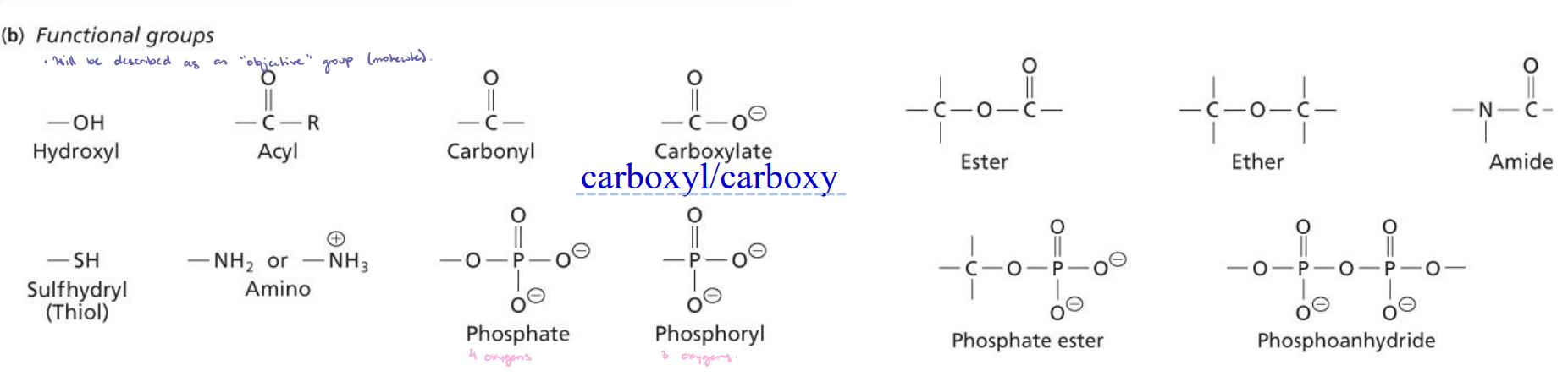 <ul><li><p><strong>Nitrogen/oxygen groups:</strong> Amino group (amine) and hydroxyl group (alcohol).</p></li><li><p><strong>Sulfur and carbonyl groups:</strong> Sulfhydryl group (thiol) and carbonyl group (aldehydes and ketones).</p></li><li><p><strong>Carboxyl groups:</strong> Carboxyl/carboxy; carboxylic acid (H) and carboxylate (conjugate base).</p></li></ul><p></p>