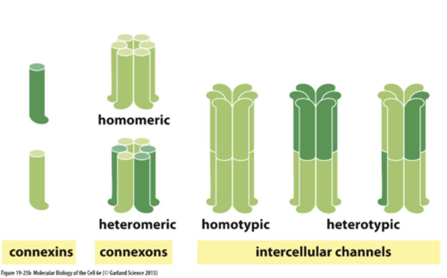<p>types of connexis that bind together to from connexions</p><p>--&gt; homotypic vs heterotypic vs homomeric vs hetermeric</p>