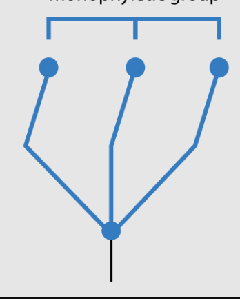 <p>Grouping that includes 1 ancestor and its decendants</p>