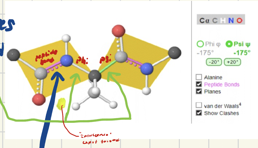 <ul><li><p>Bond that roates that is between carbonyl carbon (<u>C</u>-C=O) and alpha carbon</p></li></ul><p></p>