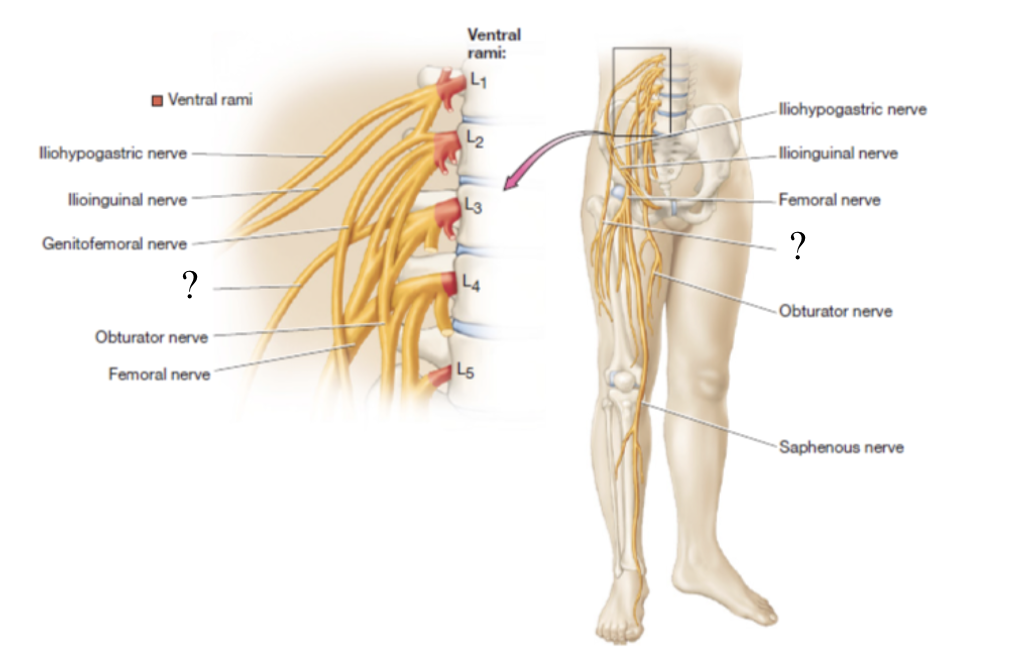 <p>provides sensory innervation to the skin of the anterolateral thigh</p><p></p>
