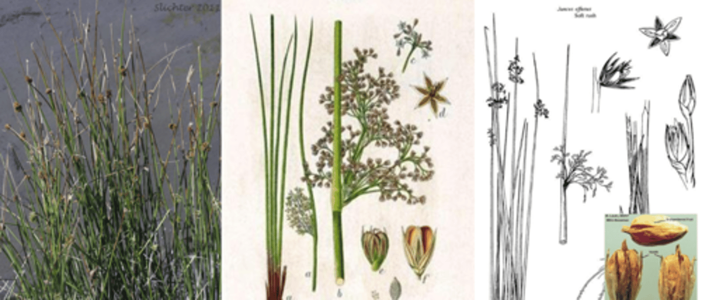 <p>What genus has these characteristics?</p><p>- round pithy leaves</p><p>- very reduced flowers</p><p>- bract below (and often beyond) inflorescence</p>