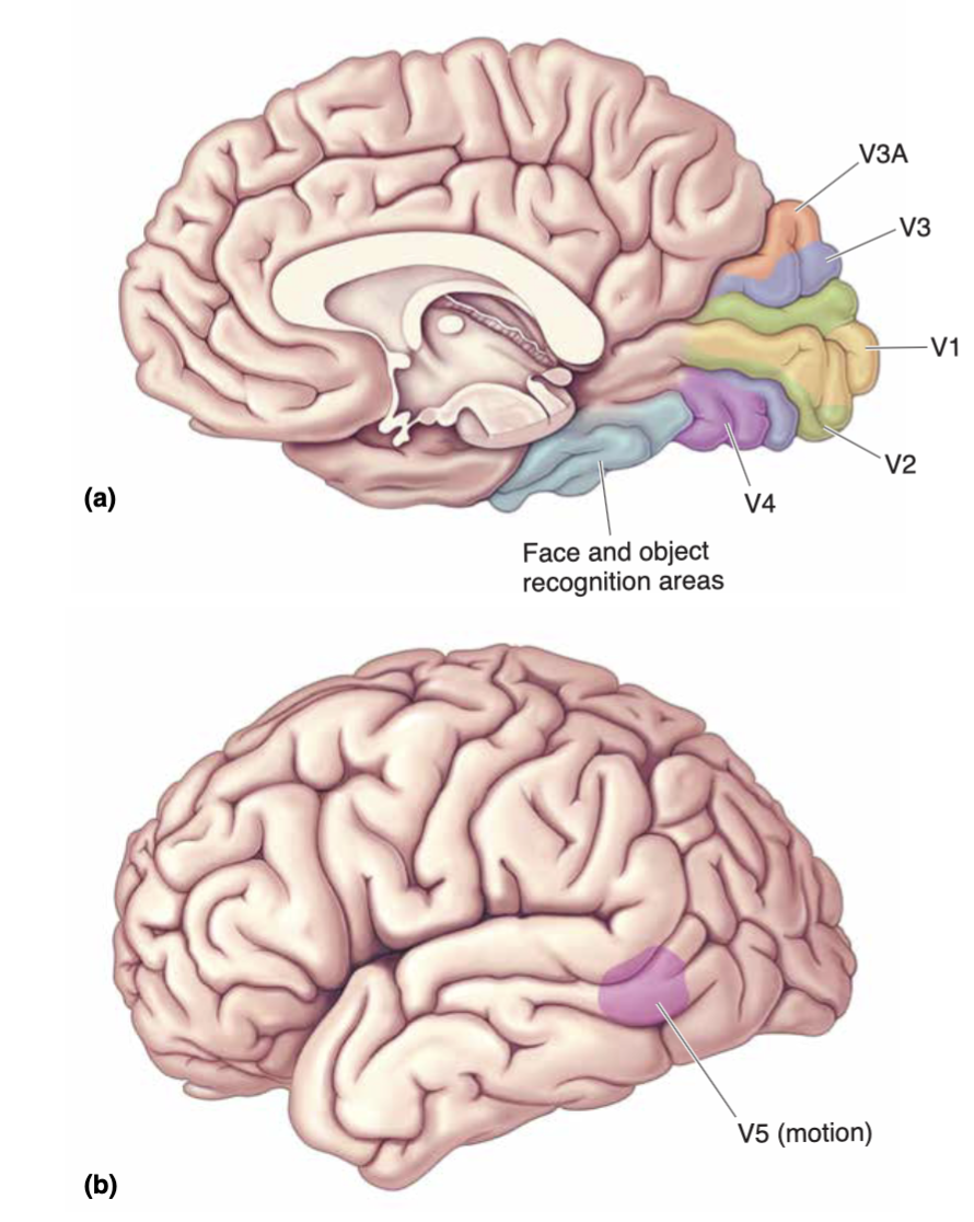 <ol><li><p>visual processing occurs in stages</p></li><li><p>Retina processing followed by V1 processing followed by V2, V3 processing</p></li></ol><p></p>