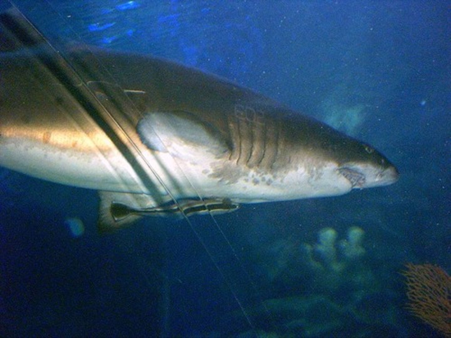 <p>Remora and shark - remora gets food shark discards</p>