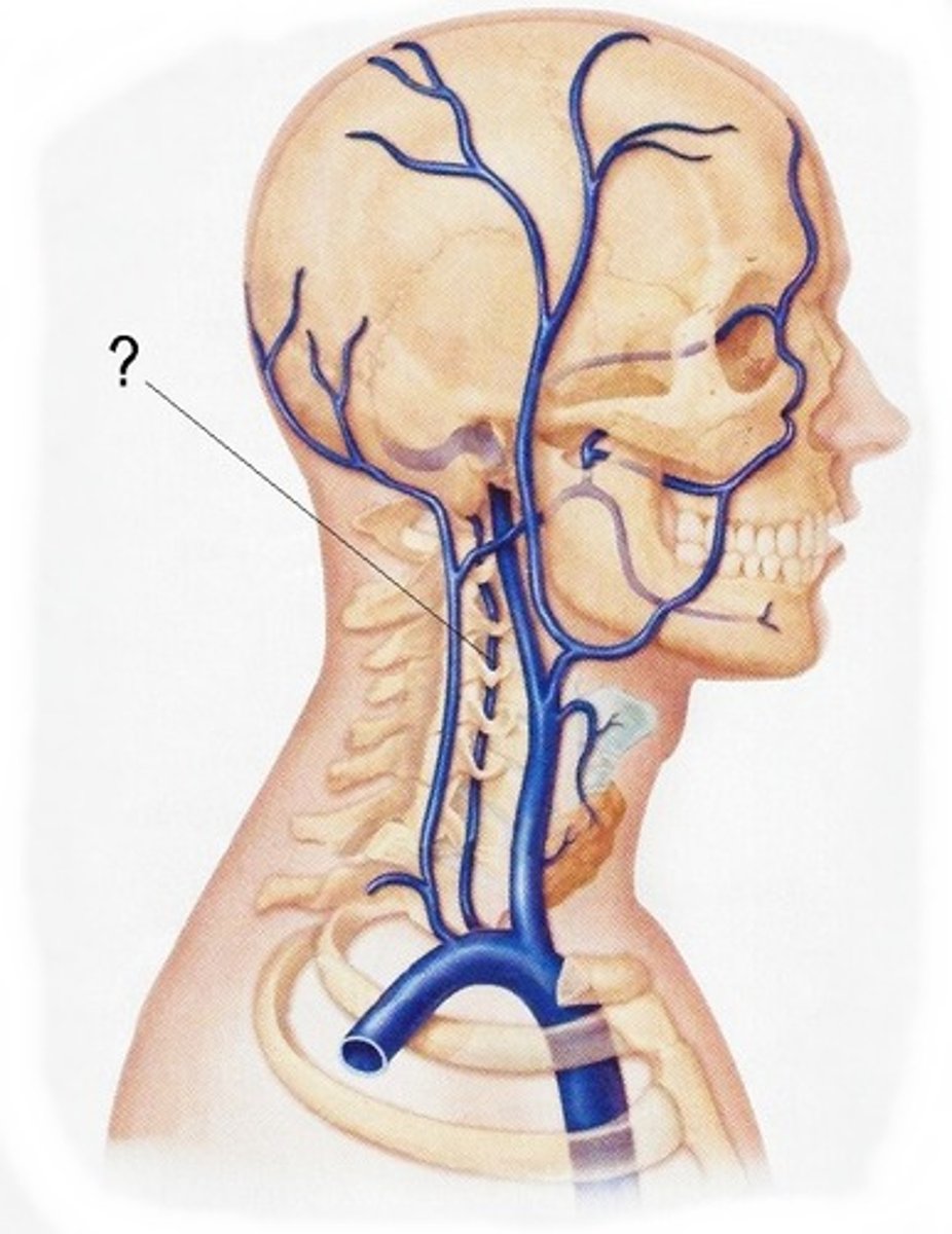 <p>-Receive blood from the posterior brain and empty into the brachiocephalic vein</p><p>-Located anterior to the corresponding vertebral artery</p>