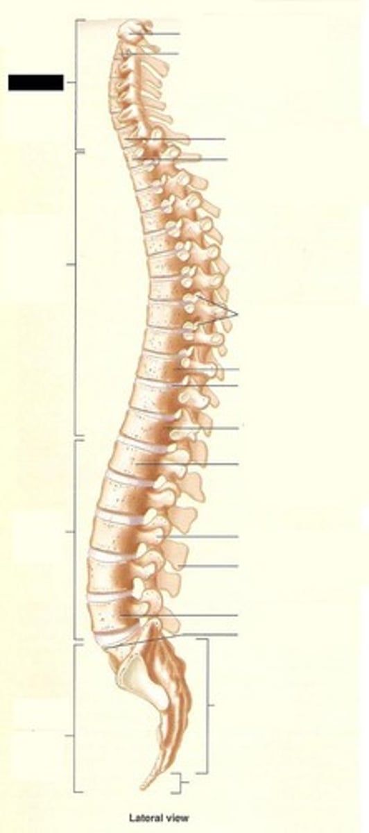 <p>the spine, formed of a number of individual bones called vertebrae and two composite bones (sacrum and coccyx)</p>