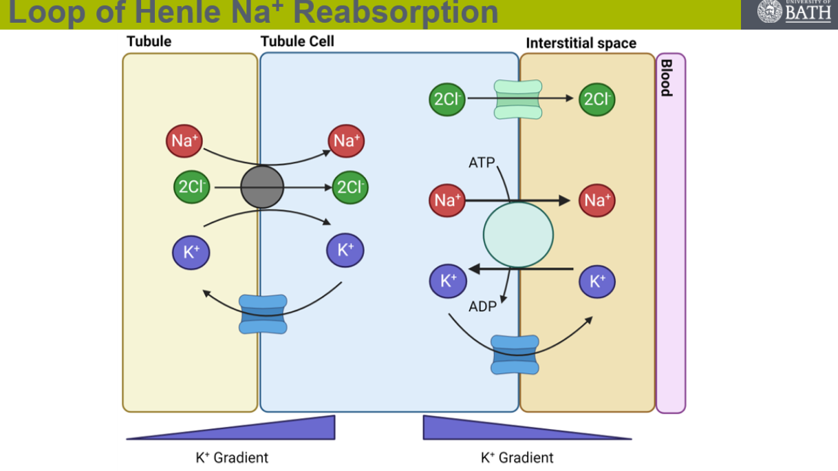 <p>explain salt reabsorption in the ascending loop of Henle </p>