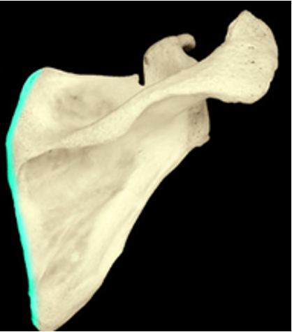 <p>The border of the scapula that is parallel to the vertebral column</p>