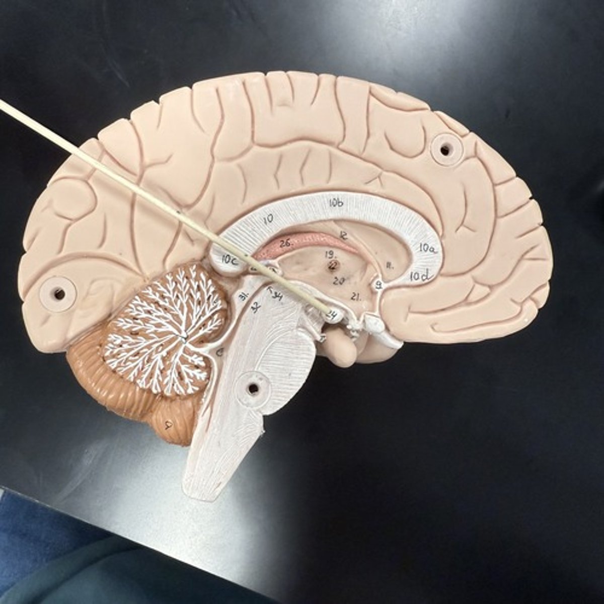 <p>What is this structure?</p>