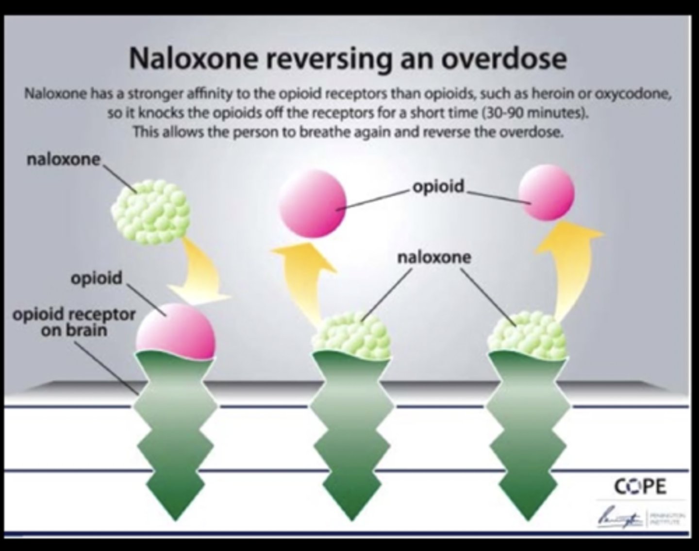<p>- fear is that it may be more potent &amp; higher affinity than narcan</p><p>- risk of lack of reversal via narcan, may require continuous IV of narcan w/ multiple doses to prevent this.</p>