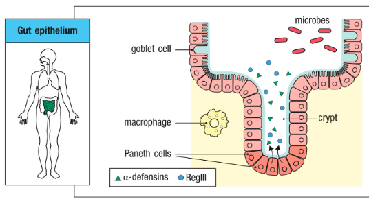 <p> Epithelial layers produce protective</p><p>substances</p><p>- Acidic pH</p><p>- Antimicrobial peptides (ex. Defensins)</p>