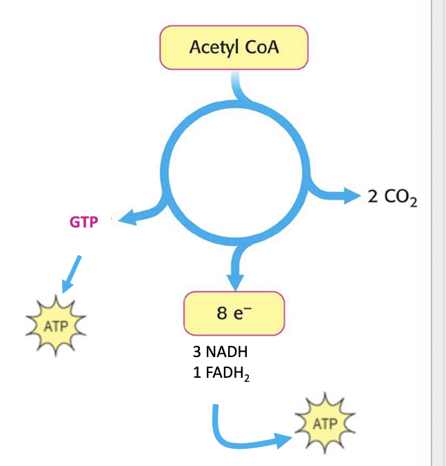 <ul><li><p>citric acid oxidizes the <strong>2 carbons of acetyl coA → CO<sub>2</sub></strong></p></li><li><p>in the process of oxidation, <strong>high-energy electrons</strong> are captured in the form of <strong>NADH</strong> and <strong>FADH<sub>2</sub></strong></p></li><li><p>key function = <strong>harvest high-energy electrons from carbon fuels which can then be used by the electron transport chain (ETC) for oxidative phosphorylation</strong></p></li></ul><p></p>