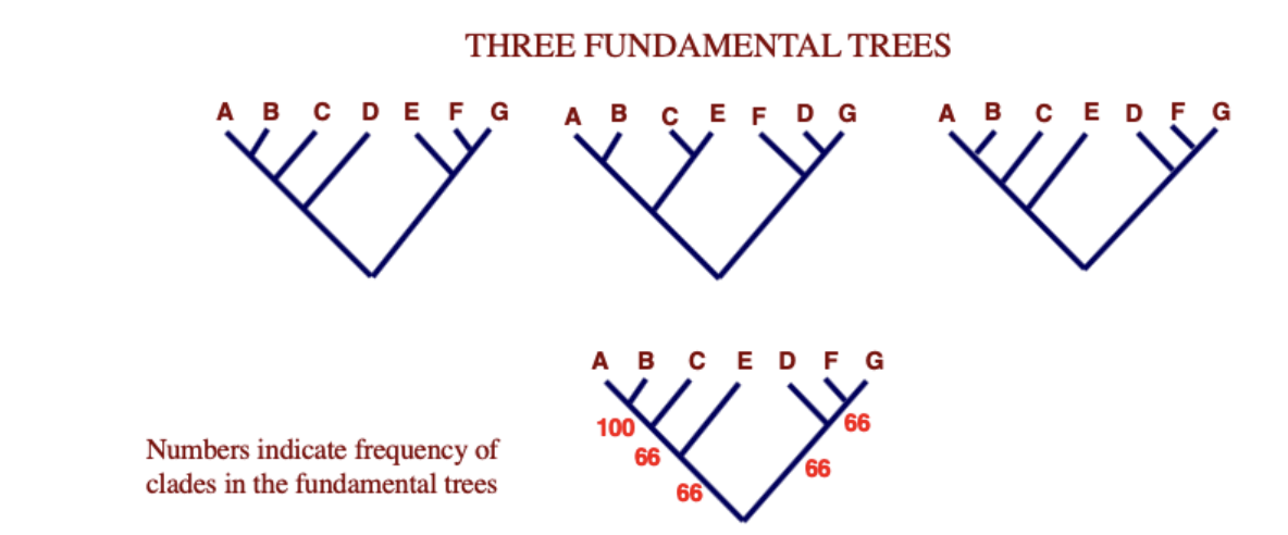 <p><span>tree that includes clades that appear in more than half of a collection of trees</span></p><ul><li><p>numbers indicate frequency of clades in the fundamental trees </p></li></ul><img src="https://knowt-user-attachments.s3.amazonaws.com/48da24dd-0f2d-4e6d-890e-137028da96ec.png" data-width="100%" data-align="center"><p></p>