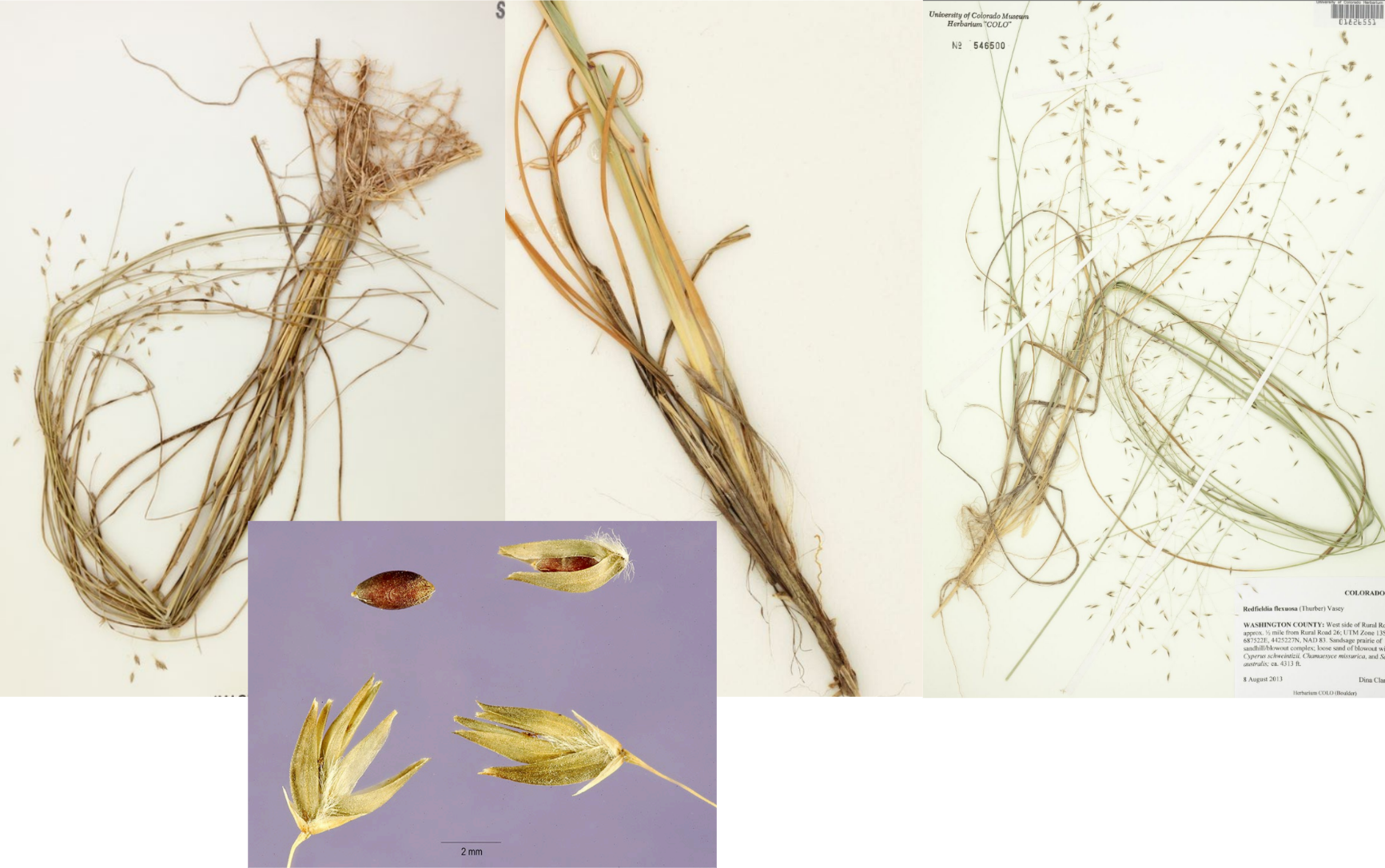 <p>Open, “sand blasted” panicle. </p><p>V glumes with banana florets</p><p>Sometimes there’s fuzz in spikelet  </p>