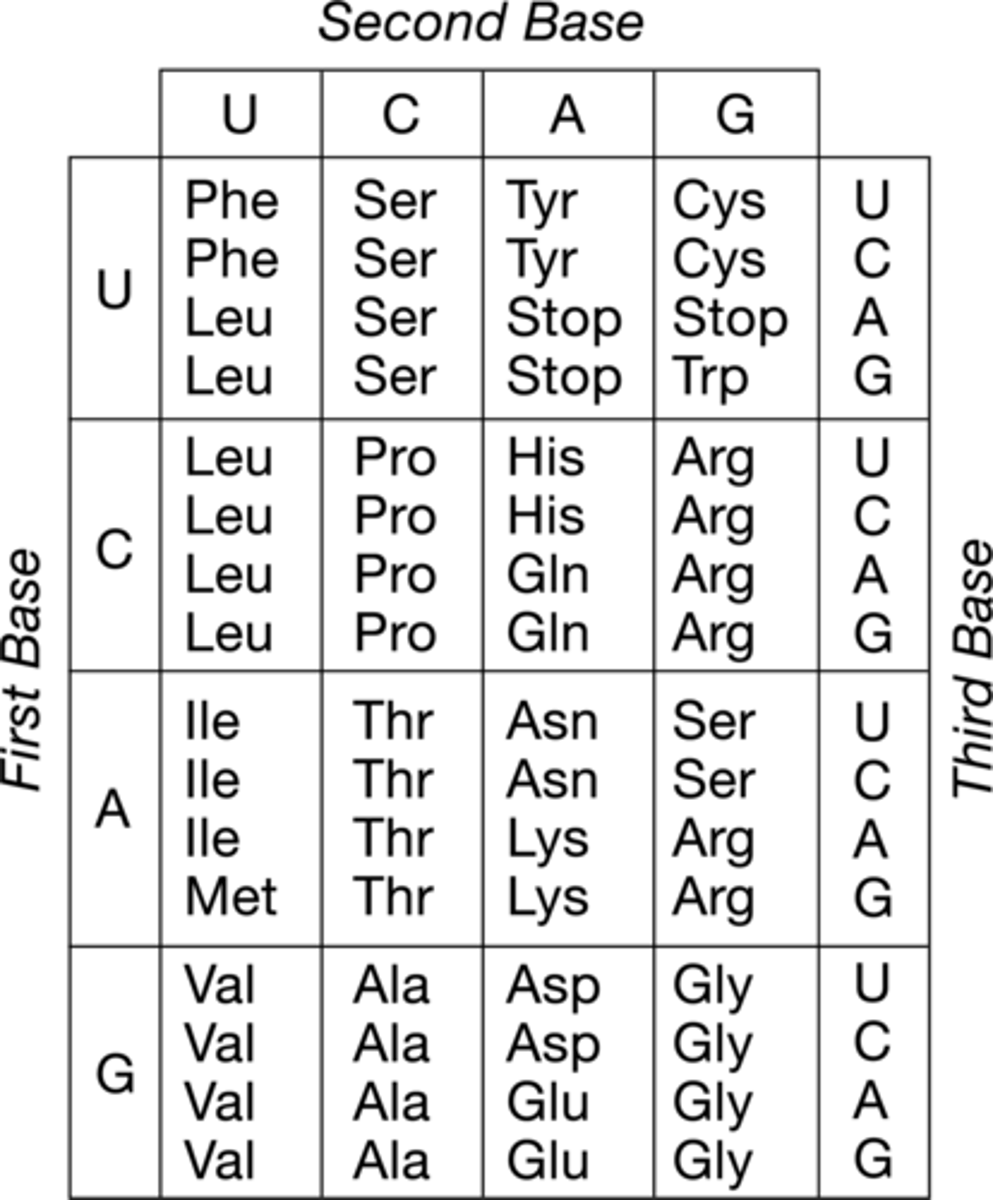 <p>Glu → Val</p>