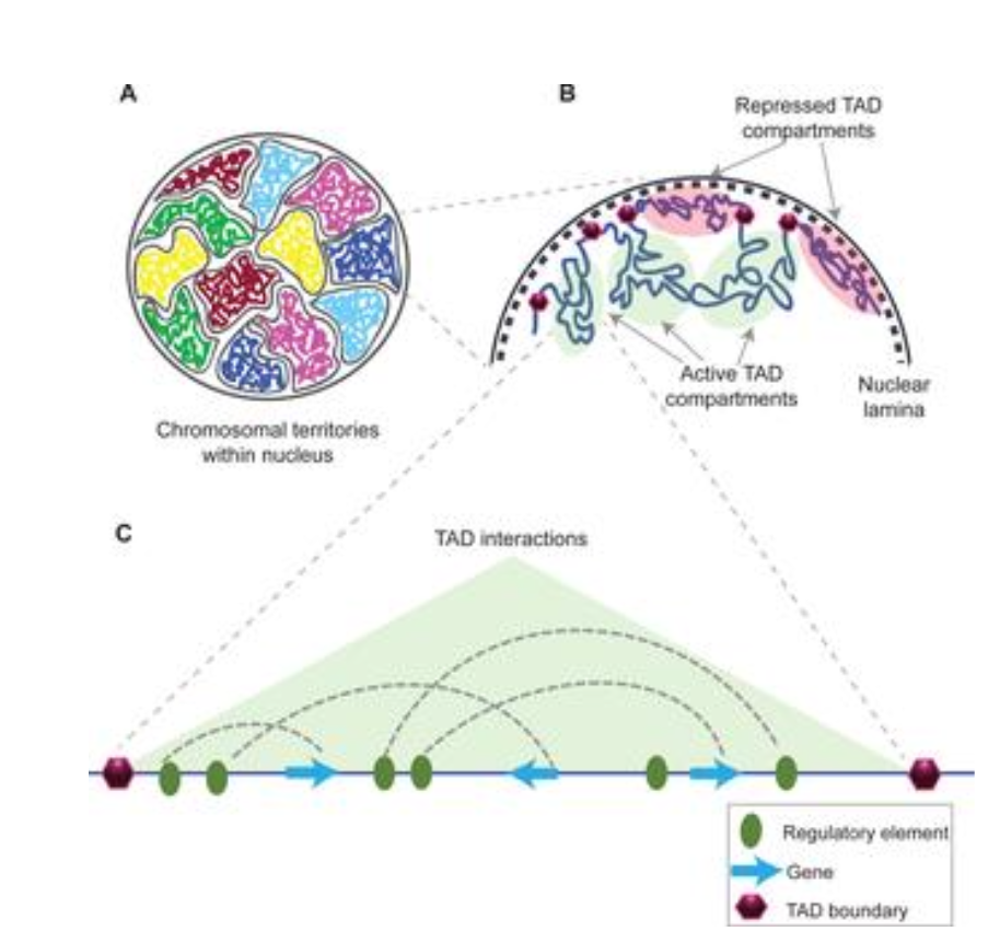 <p><strong>CTCF:</strong><br>Zinc-finger DNA-binding protein - binds convergent motifs at TAD borders<br><strong>Cohesin complex:</strong><br>Ring-shaped SMC1/SMC3 heterodimer, RAD 21 (klesin), STAG, loaded via NIPBL-MAU2, encircles chromatin.&nbsp;<br><strong>Other factors:</strong><br>Control gene promoters, tRNA genes, transcriptionally active loci can stabilise boundaries.&nbsp;</p>