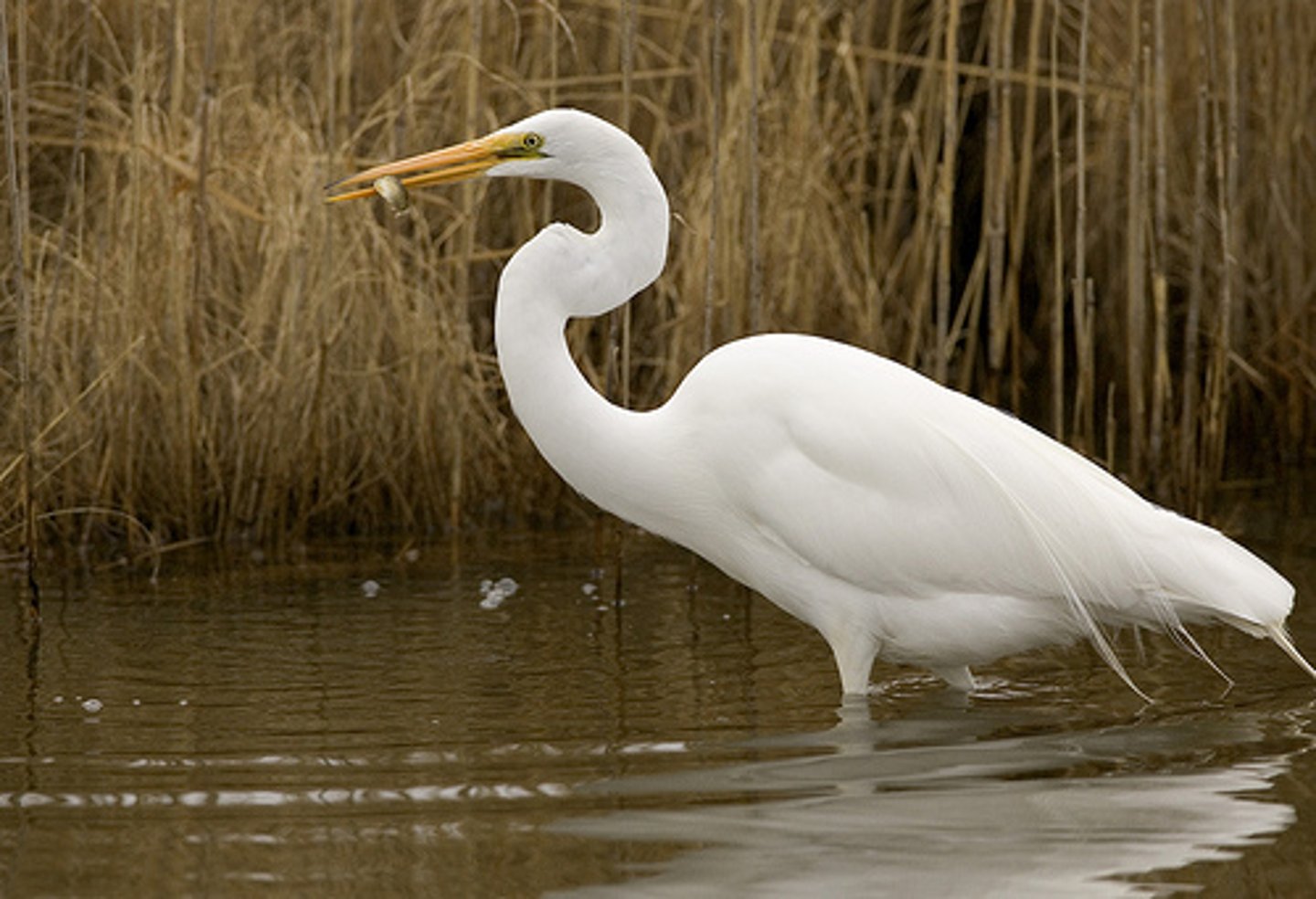 <p>Great Egret (2 facts)</p><p>- 1 Size/Color</p><p>- 1 Diet/Prey</p>