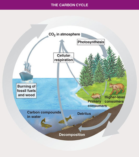 <p>most of carbon is stored in the atmosphere (CO2), plants absorb it and turn carbon into glucose</p>