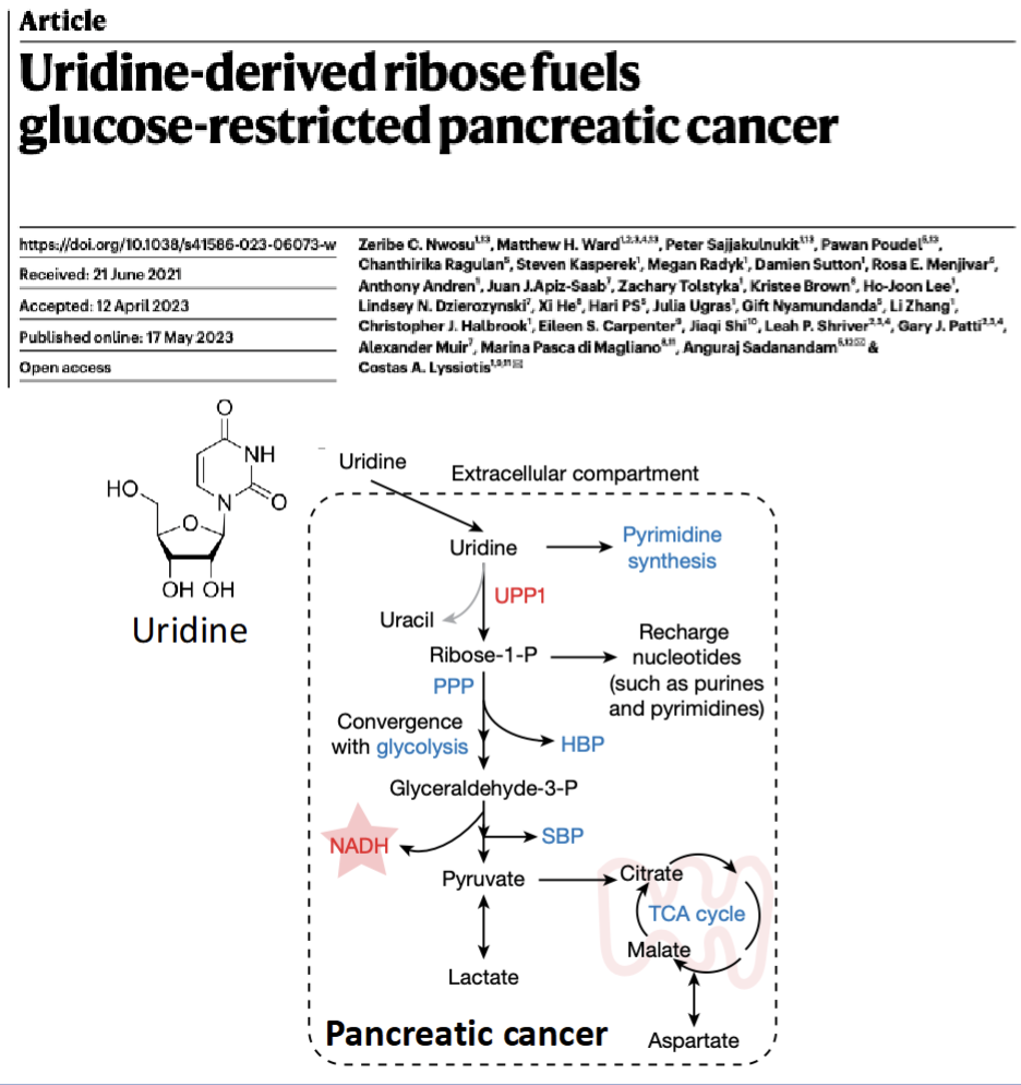 <p>Cancer can use other nutrients&nbsp;</p><ul><li><p>Pancreatic cancer uses uridine(ribionucleotide where sugar feed into glycolysis</p></li></ul><p></p>