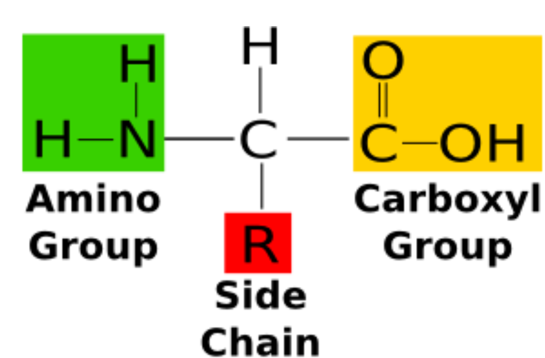 <p>Monomers of proteins, 20 amino acids. Can be acidic or basic, hydrophilic or hydrophobic. </p>