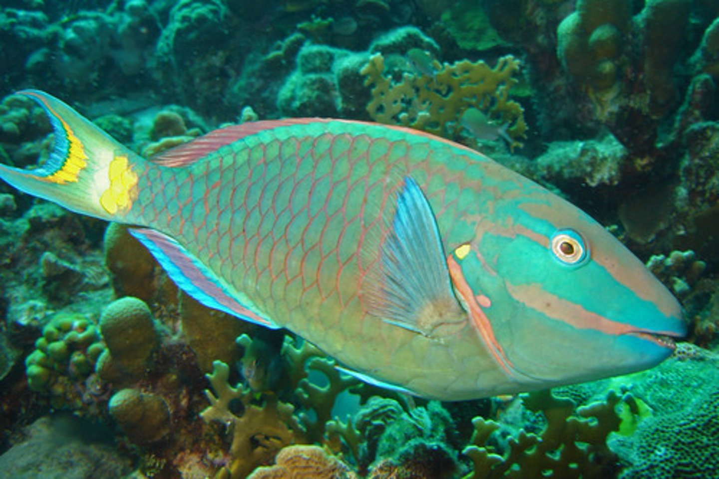 <p>Parrotfish</p>