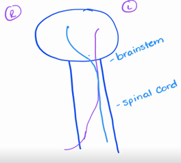 <p><span style="font-family: &quot;Times New Roman&quot;, serif">crossing over of white matter tracks in the brainstem or the spinal cord to the opposite side</span> </p><p><span>-</span><span style="font-size: 7pt; font-family: &quot;Times New Roman&quot;">&nbsp;&nbsp;&nbsp;&nbsp;&nbsp;&nbsp;&nbsp; </span>Most motor or somatic motor does cross sides, usually around the brain stem area</p>