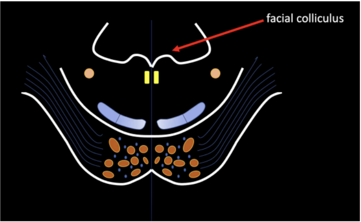<p>Facial colliculus</p>