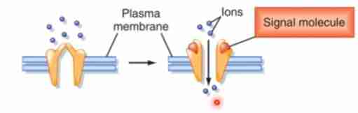 <p>These receptors transduces a chemical signal into an electrical signal. When ligands open or close ion channels, ionic permeability changes. They are involved in synaptic signaling between electrically excitable cells such as the nerves and muscles.</p>