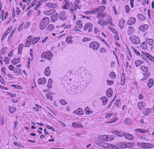 <p>stage of development and maturation</p>