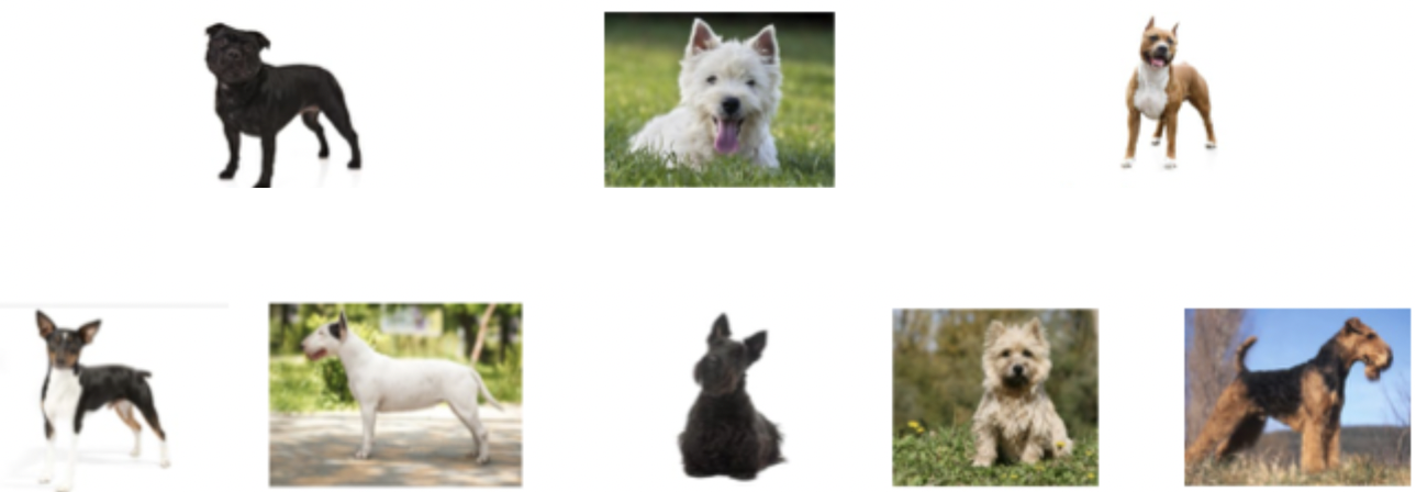 <p>These dogs belong to which breed group?</p>