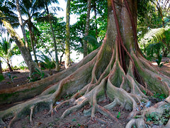 - P is absorbed by plant roots and assimilates into tissues; animals assimilate P by eating plants or other animals